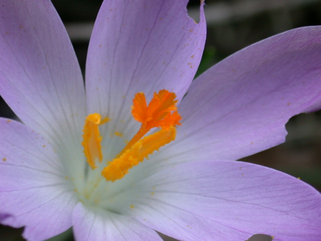 Crocus neapolitanus / Zafferano napoletano